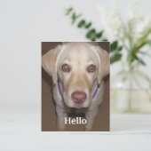 Hello Yellow Labrador Postcard Postkarte (Stehend Vorderseite)