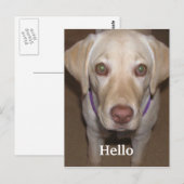 Hello Yellow Labrador Postcard Postkarte (Vorne/Hinten)