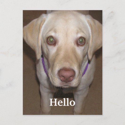 Hello Yellow Labrador Postcard Postkarte (Vorderseite)