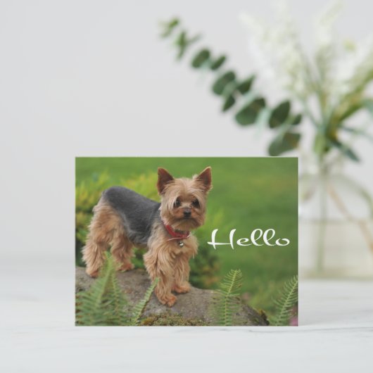Hello Yorkshire Terrier Puppy Dop Card Postkarte (Stehend Vorderseite)