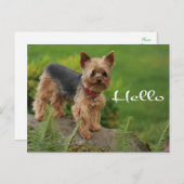 Hello Yorkshire Terrier Puppy Dop Card Postkarte (Vorne/Hinten)