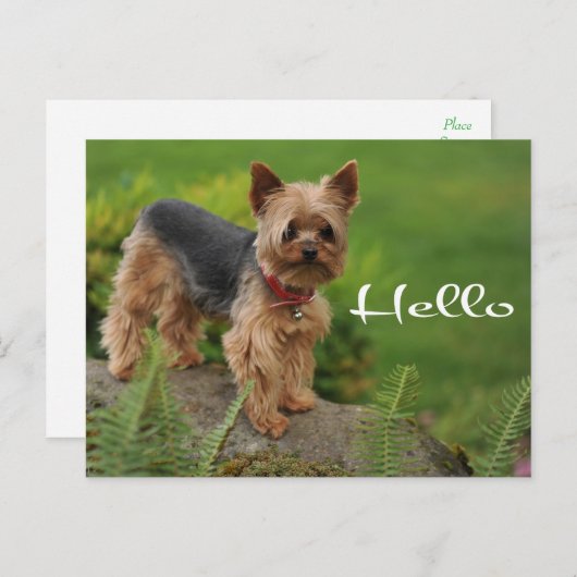 Hello Yorkshire Terrier Puppy Dop Card Postkarte (Vorne/Hinten)