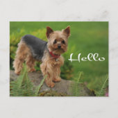 Hello Yorkshire Terrier Puppy Dop Card Postkarte (Vorderseite)