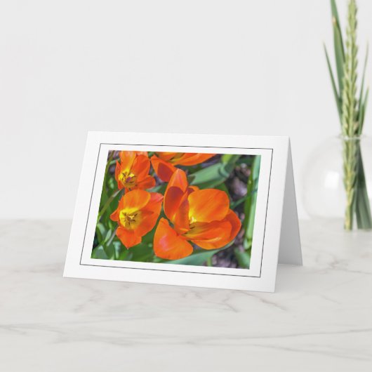 Hellorange Blume Grußkarte Karte (Vorderseite)