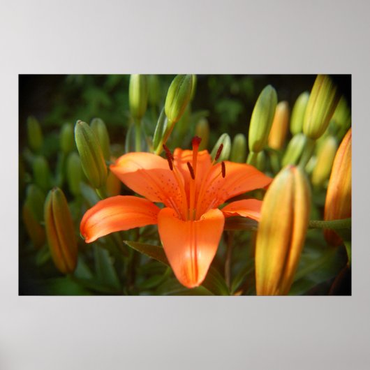 hellorange poster (Vorne)