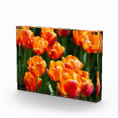 Hellorange Tulpen im Park Fotoblock (Rechts)