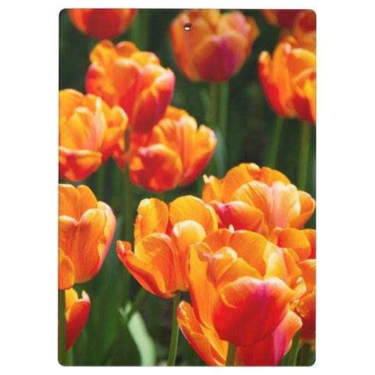 Hellorange Tulpen im Park Klemmbrett (Rückseite)