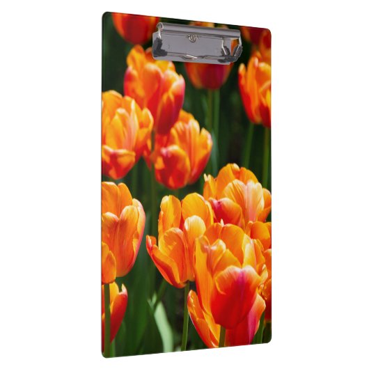 Hellorange Tulpen im Park Klemmbrett (Rechts)