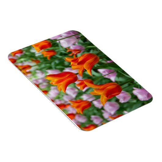 Hellorange Tulpen im Park Magnet (Rechte Seite)
