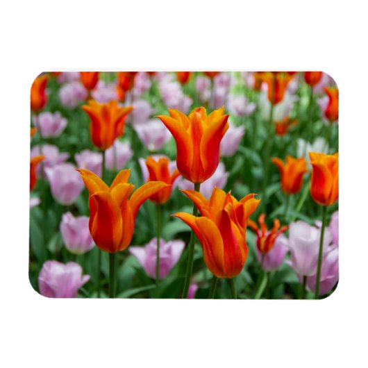 Hellorange Tulpen im Park Magnet (Horizontal)