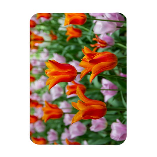 Hellorange Tulpen im Park Magnet (Vertikal)