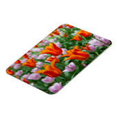 Hellorange Tulpen im Park Magnet (Linke Seite)