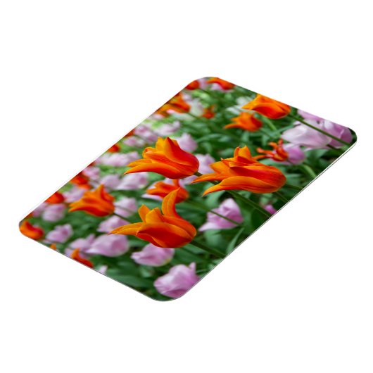 Hellorange Tulpen im Park Magnet (Linke Seite)