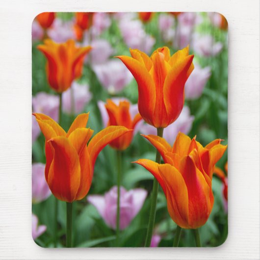 Hellorange Tulpen im Park Mousepad (Vorne)