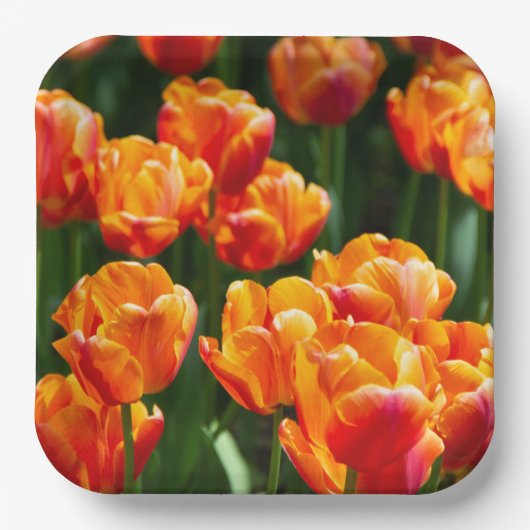 Hellorange Tulpen im Park Pappteller (Vorderseite)
