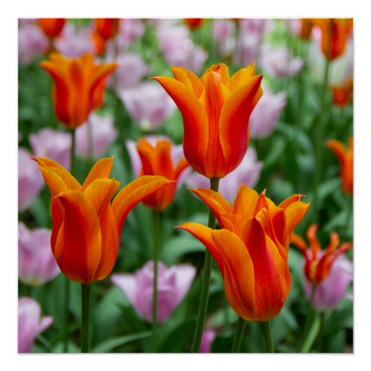 Hellorange Tulpen im Park Poster (Vorderseite)