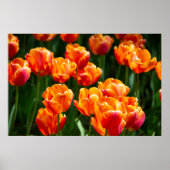 Hellorange Tulpen im Park Poster (Vorne)