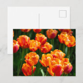 Hellorange Tulpen im Park Postkarte (Vorne/Hinten)