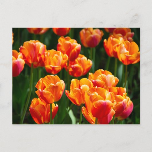 Hellorange Tulpen im Park Postkarte (Vorderseite)