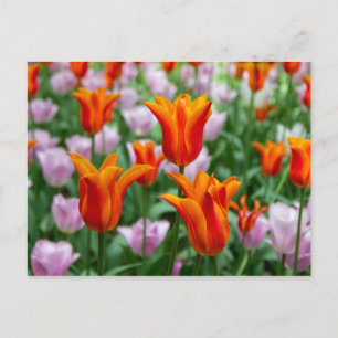 Hellorange Tulpen im Park Postkarte