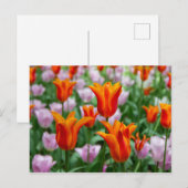 Hellorange Tulpen im Park Postkarte (Vorne/Hinten)