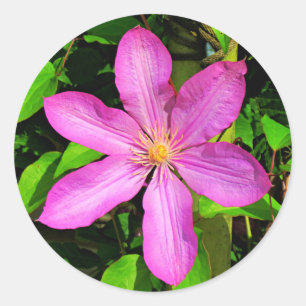Hellrosa Blume Blühen und grüner Hintergrund Runder Aufkleber