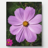 hellrosa Blume Fotoplatte (Vorderseite)