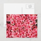 Hellrosa Blume Postkarte (Vorne/Hinten)
