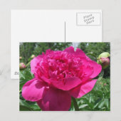 Hellrosa Blume Postkarte (Vorne/Hinten)