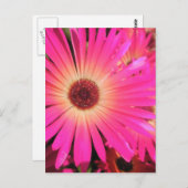 Hellrosa Daisies Postkarte (Vorne/Hinten)