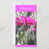 Hellrosa Dusty Miller Blume Dankeskarte (Vorderseite)