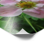 Hellrosa Erdbeeren Blossom Blumengebirge Foto (Ecke)