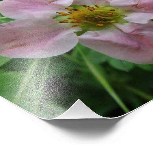 Hellrosa Erdbeeren Blossom Blumengebirge Foto (Ecke)