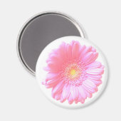 Hellrosa Gänseblümchen Magnet (Vorderseite/Rückseite)