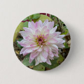 Hellrosa gespitzte Dahlie Button (Vorderseite)
