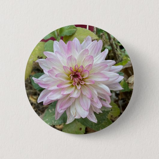 Hellrosa gespitzte Dahlie Button (Vorderseite)
