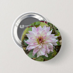 Hellrosa gespitzte Dahlie Button