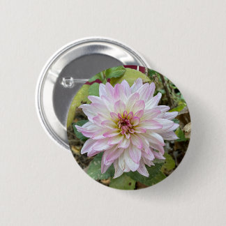 Hellrosa gespitzte Dahlie Button