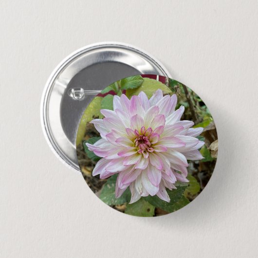 Hellrosa gespitzte Dahlie Button (Vorne & Hinten)