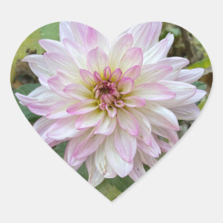 Hellrosa gespitzte Dahlie Herz-Aufkleber