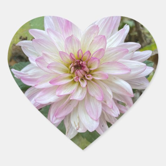 Hellrosa gespitzte Dahlie Herz-Aufkleber (Vorderseite)