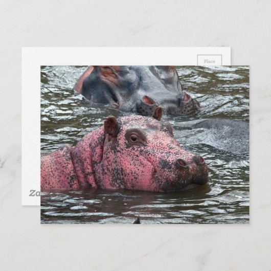 Hellrosa Hippo Postkarte (Vorne/Hinten)