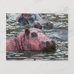 Hellrosa Hippo Postkarte