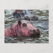 Hellrosa Hippo Postkarte (Vorderseite)