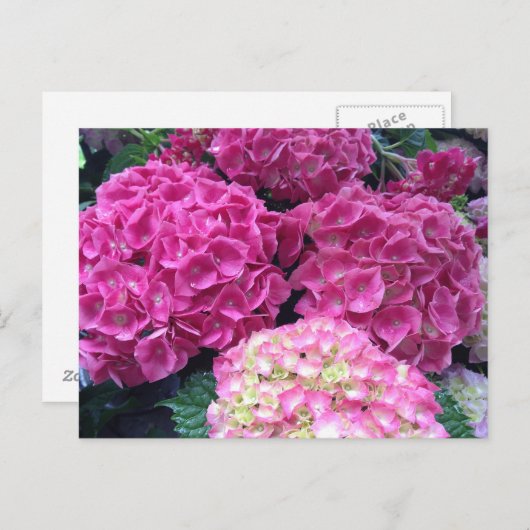 Hellrosa Hydrangea-Blume Postkarte (Vorne/Hinten)