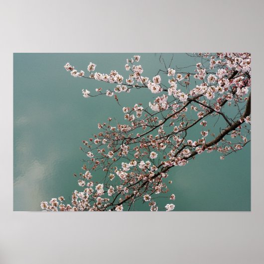 Hellrosa Kirschblüten auf türkischem Hintergrund Poster (Vorne)