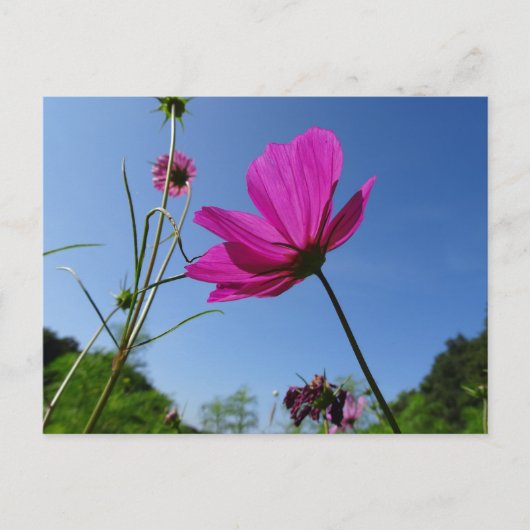 Hellrosa Kosmetik, Blue Sky DIY Postcard Postkarte (Vorderseite)