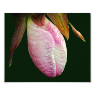 Hellrosa Lady Slipper Orchid Blume 8x10 Fotodruck