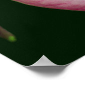 Hellrosa Lady Slipper Orchideen Blume Nah Poster (Ecke)