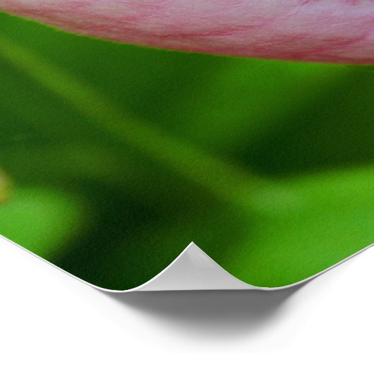 Hellrosa Lady Slipper Orchideen Blume Nah Poster (Ecke)